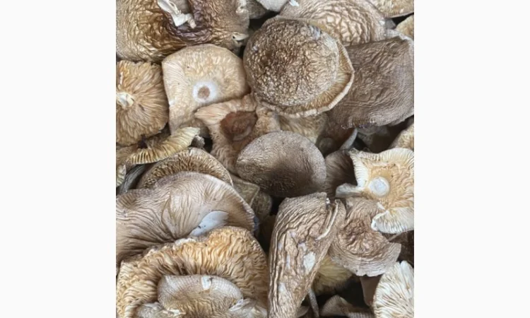 Пантерний сбор 2025 года на продажу - фото № 2