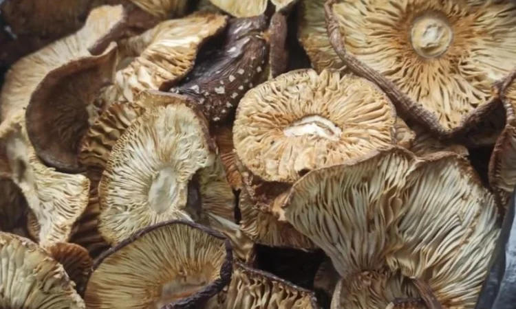 Продается пантерний гриб - фото № 4