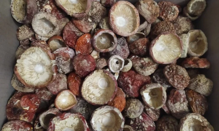 Мухомор червоний, закрита шапка 4000/кг - фото № 2