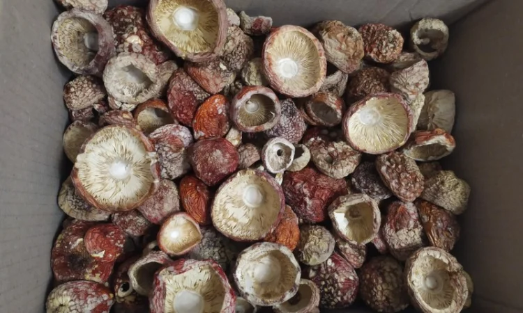 Мухомор червоний, закрита шапка 4000/кг - фото № 3