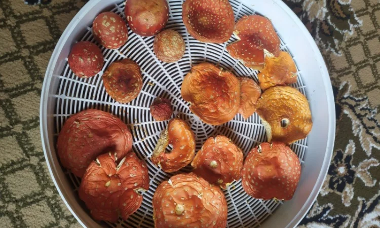 Продам мухомор червоний без піску - фото № 2