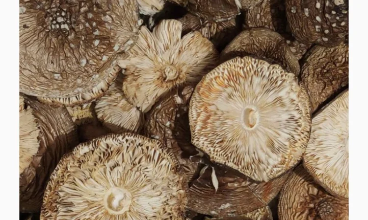 Продаж мухомора пантерного - фото № 1