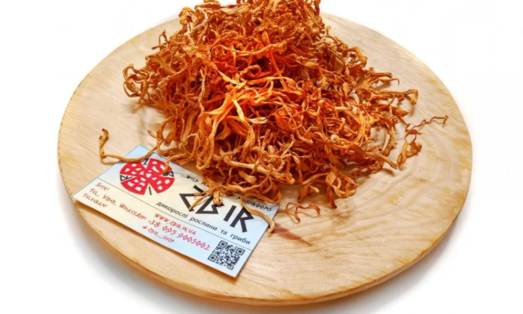 Кордіцепс військовий для відновлення енергії - фото № 1