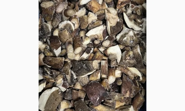 Польський гриб кубик на продаж - фото № 1