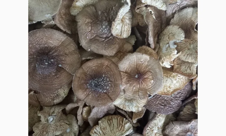 Пантерний мухомор високої якості - фото № 1