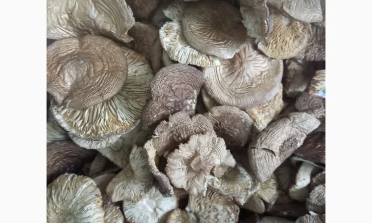 Пантерний мухомор високої якості - фото № 2