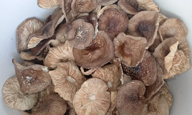 Продаж пантерний мухомор без піску і бруду - фото № 1