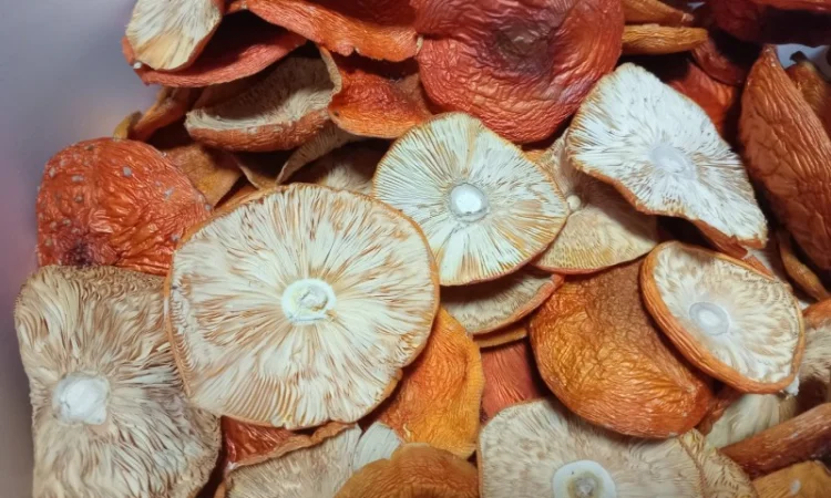 Мухомор високої якості на продаж - фото № 1