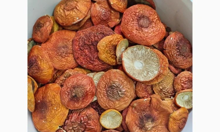 Продаж червоного мухомора - фото № 1