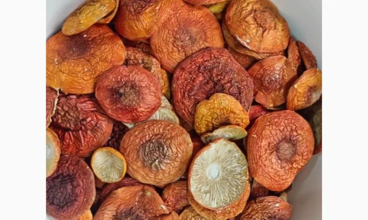 Продаж червоного мухомора - фото № 2