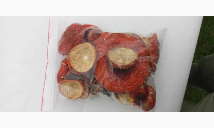 Куплю Мухомор червоний - фото № 1