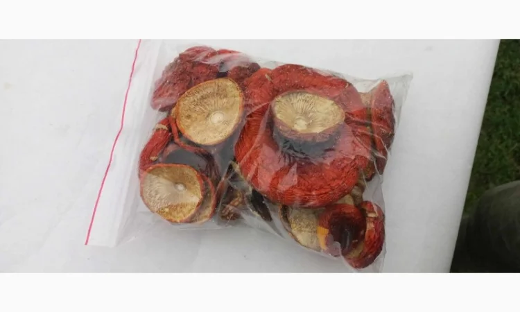 Куплю Мухомор червоний - фото № 2