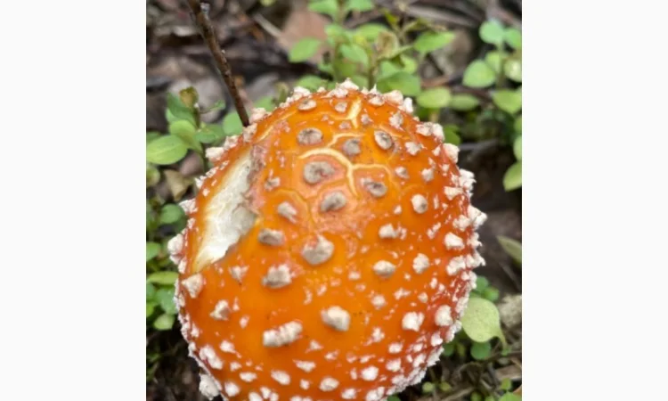 Продаю закриті шляпки червоного мухомора - фото № 1