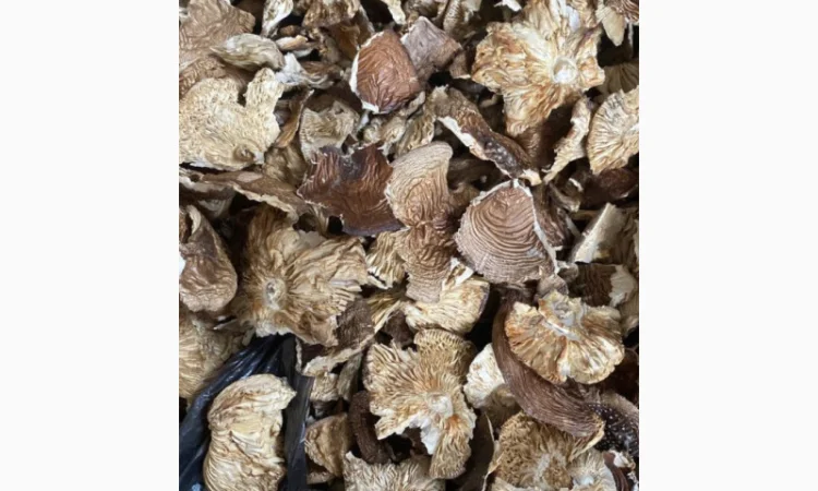 Продаю пантерний гриб ламані шляпки - фото № 1