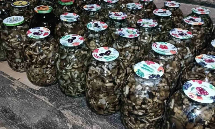 Мариновані опята в банках - фото № 1