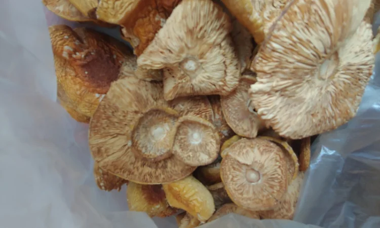 Продаж Мухомора Червоного | Красного Мухомора - фото № 1