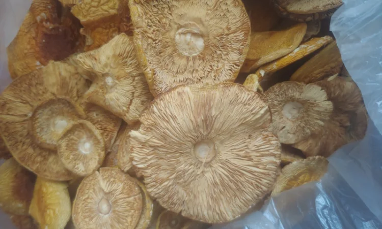 Продаж Мухомора Червоного | Красного Мухомора - фото № 2