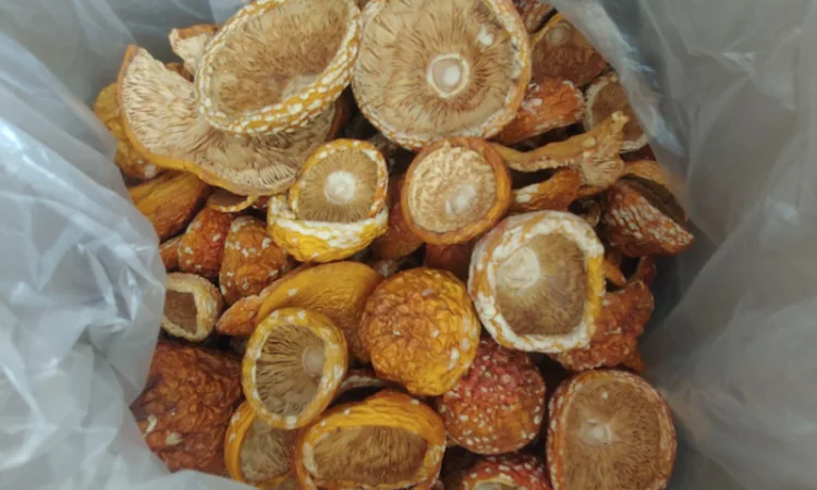 Продаж Мухомора Червоного | Красного Мухомора - фото № 3