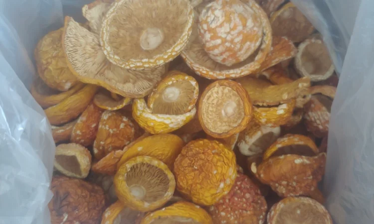 Продаж Мухомора Червоного | Красного Мухомора - фото № 4