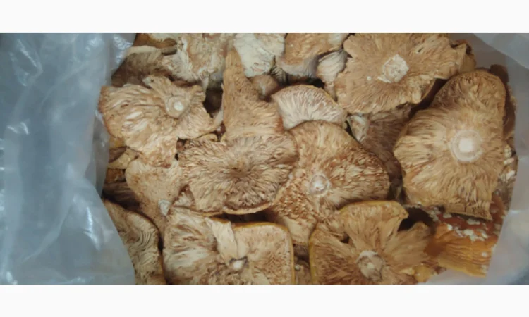 Продаж Мухомора Червоного | Красного Мухомора - фото № 6