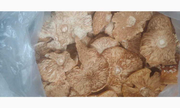 Продаж Мухомора Червоного | Красного Мухомора - фото № 7