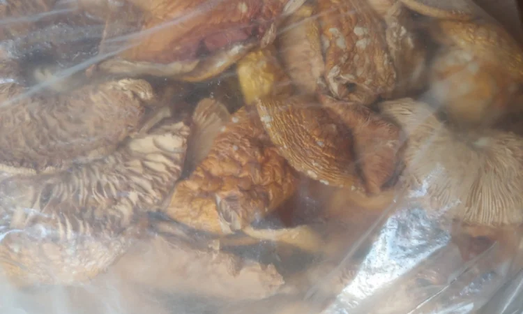 Продаж Мухомора Червоного | Красного Мухомора - фото № 8