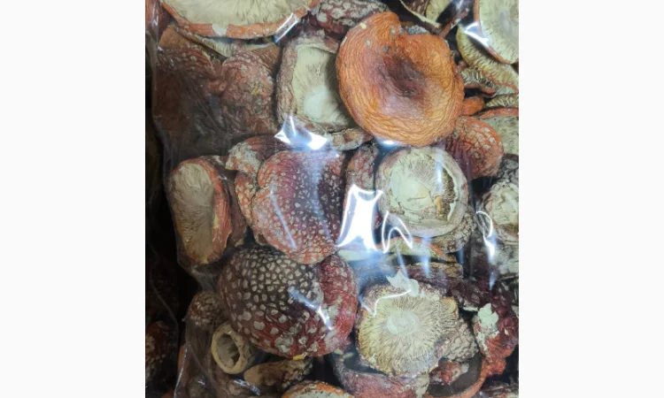 Продаю Мухомор Червоний, 15 кг - фото № 2