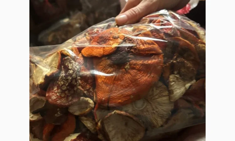 Мухомор червоний продажа - фото № 2