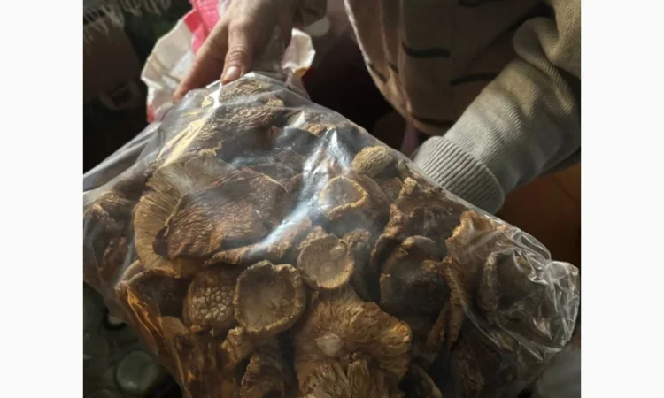 Мухомор червоний продажа - фото № 3