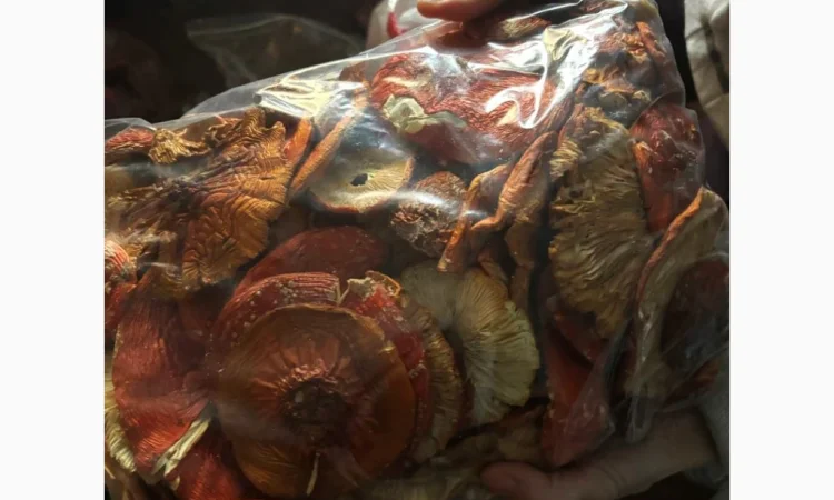 Мухомор червоний продажа - фото № 5