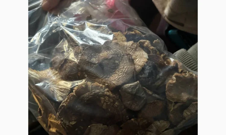 Мухомор червоний продажа - фото № 6