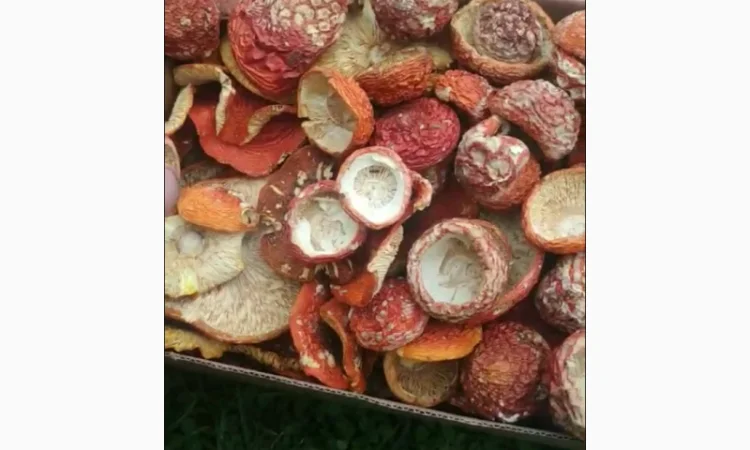 Продаю червоний мухомор - фото № 1