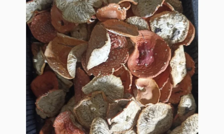 Продаю мухомор червоний та інші гриби - фото № 1