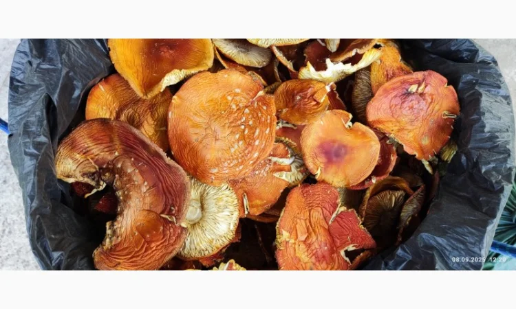 Свіжий мухомор 25 року на продажу - фото № 3