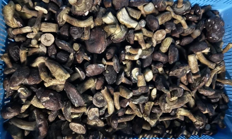 Заморожений польовий гриб на продаж - фото № 1