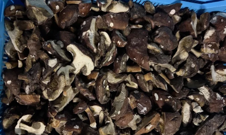 Заморожений польовий гриб на продаж - фото № 2