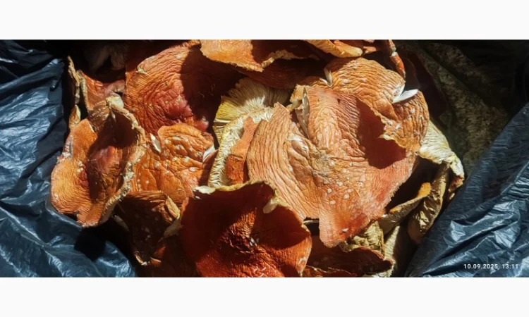 Продажа мухомора 25 года - фото № 3