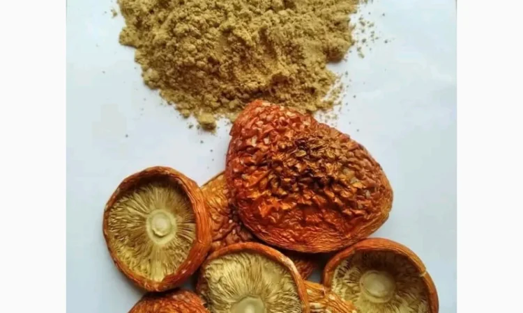 Мелений мухомор високої якості - фото № 3