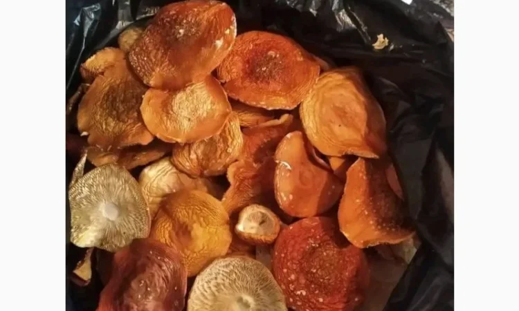 Мелений мухомор високої якості - фото № 4