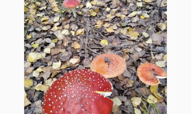 Мелений мухомор високої якості - фото № 6