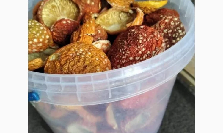 Мухомори червоні на продаж - фото № 1