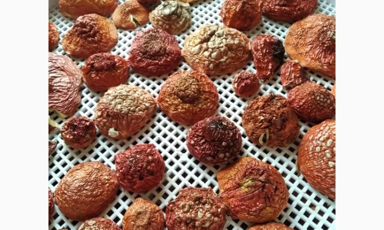 Мухомори на продаж - фото № 1