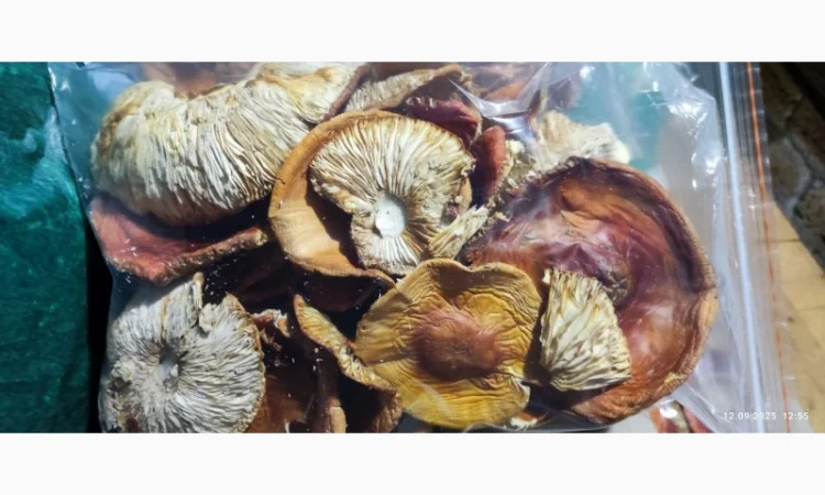 Продається Мухомор 3 сорт свіжий - фото № 1