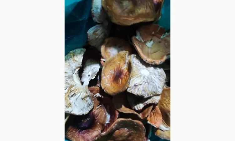 Продається Мухомор 3 сорт свіжий - фото № 2