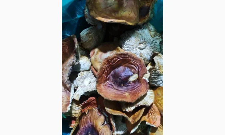 Продається Мухомор 3 сорт свіжий - фото № 3