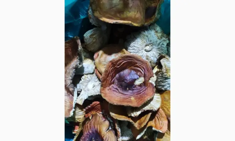 Продається Мухомор 3 сорт свіжий - фото № 3