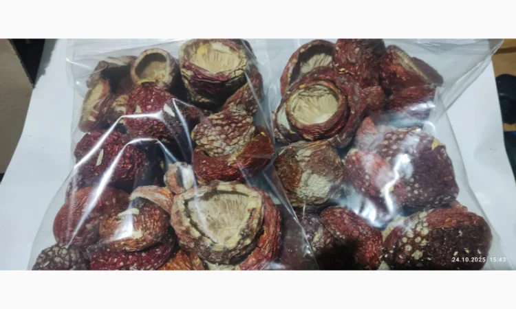 Мухомор нерозкриті капелюшки 25 року на продаж - фото № 2