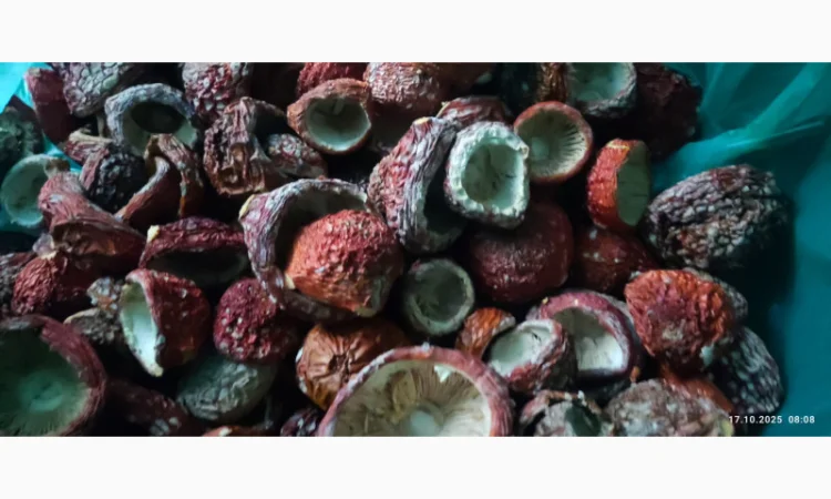 Мухомор нерозкриті капелюшки 25 року на продаж - фото № 3