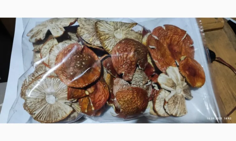 Мухомор другого сорту 25 року на продажу - фото № 1