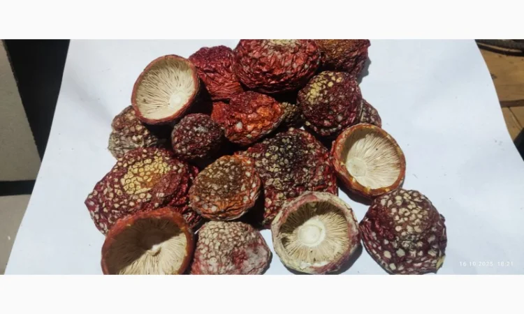 Мухомор молоді нерозкриті капелюшки на продаж - фото № 1